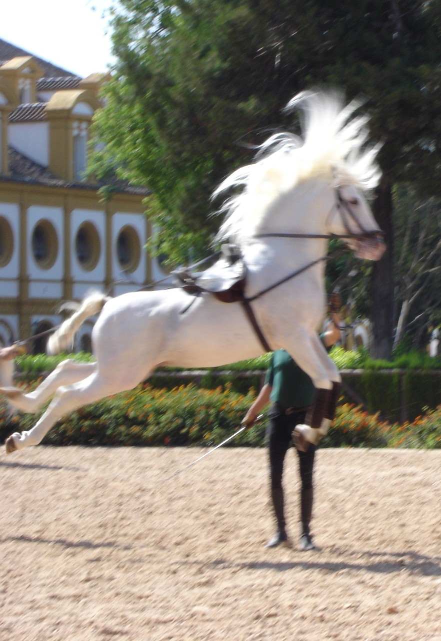 Magnificent dancing Andalusian horses in Jerez